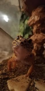 Terrarium mit 3 Leopardgeckos (weibl. 0.1)