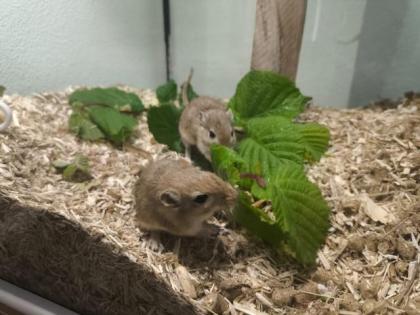 2 junge Rennmäuse abzugeben