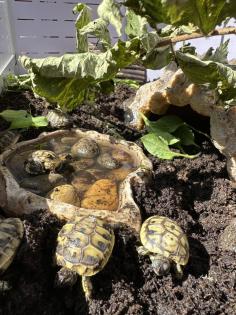 Griechische Landschildkröten THB suchen ein neues Zuhause