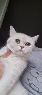 Bkh  kitten / Tabby
