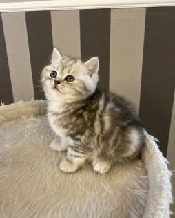 BKH (Britisch Kurz Haar) Kitten