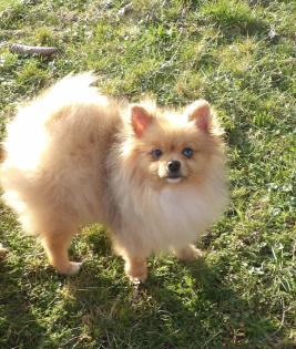 Zwergspitz/Pomeranian Rüde mit 2 blauen Augen