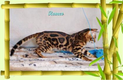 Exklusiver und pfiffiger Bengal Kater, Donat Rosetten, Eyecatcher, unkastriert!