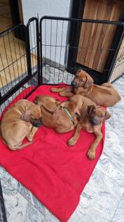 Rhodesian Ridgeback Welpen