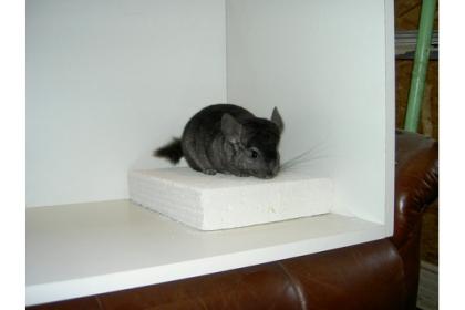 Chinchillas aus Hobbyzucht