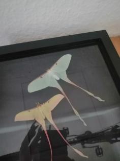 Entomologie Actias Dubernardi