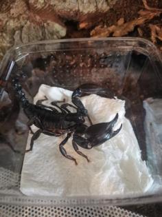 Heterometrus laoticus (schwarzer Laos Skorpion) 