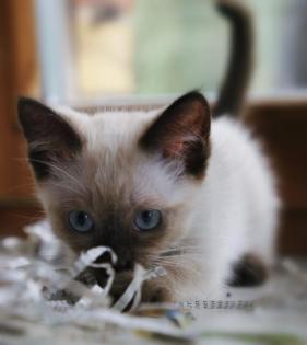 Siam Kitten, entwurmt und geimpft 