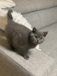 Britisch Kurz Haar BHK Kitten (Kater)