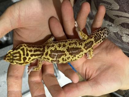 3 neugierige Leopardgeckodamen