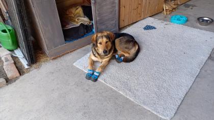 Valentino sucht neue, liebevolle- aber hundeerfahrene Menschen!