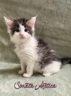 Traumhafte Maine Coon Babys mit Stammbaum