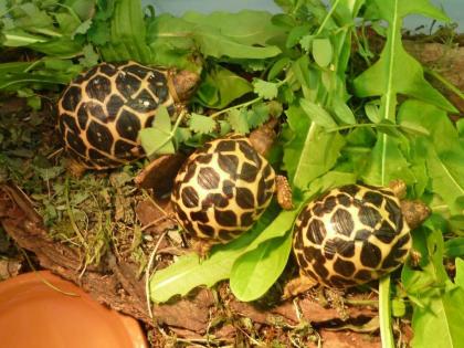 Sternschildkröten (Geochelone elegans)