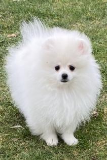 Zwergspitz Pomeranian Boo Ahnentafel