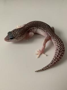 1.0 Mack super Snow Het Diablo Blanco Leopardgecko Männchen Enz 23 abzugeben Übe