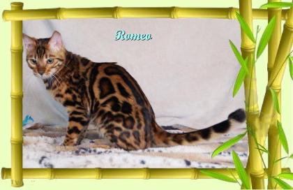 Exklusiver und pfiffiger Bengal Kater, Donat Rosetten, Eyecatcher, unkastriert!