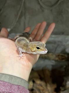 3 neugierige Leopardgeckodamen