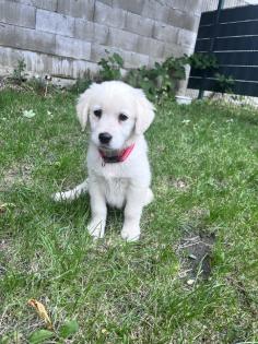 Goldene Retriever sucht neue zu Hause