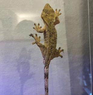 Crested Gecko Weibchen –  Dalmatiner-Morph