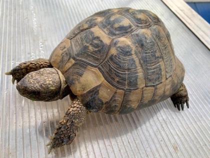 4 Griechische Landschildkröten (Testudo hermanni-hermanni)