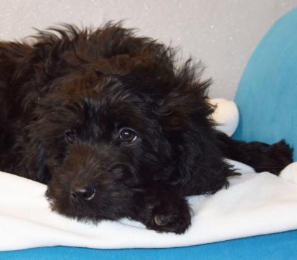 Zauberhafte Blackdoodle ( Goldendoodle) Welpen abzugeben