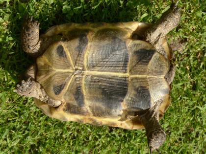 Maurische Landschildkröte Tgi zu verkaufen