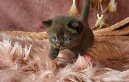 Bkh Kitten in seltener Farben.Stammbaum