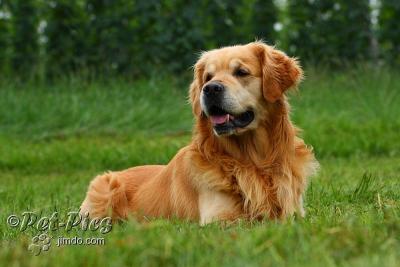 Wurfankündigung Golden Retriever Welpen