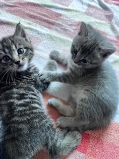 Wuschelweiche Kitten