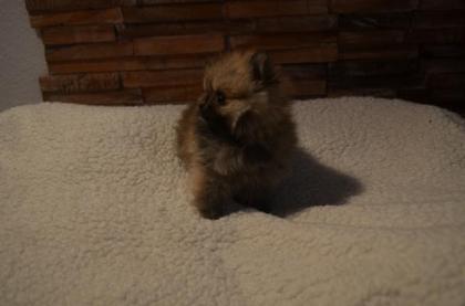 Wunderschöne Pomeranian Welpen aus bester Verpaarung