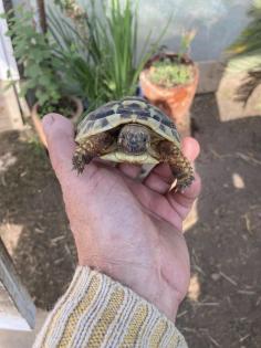 Nachzuchten 1 und 2 Jahre alt der griechischen Landschildkröte