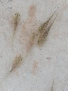 Axolotl babys (zum reservieren)
