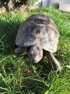 Griechische Landschildkröte, männl., 10 Jahre alt