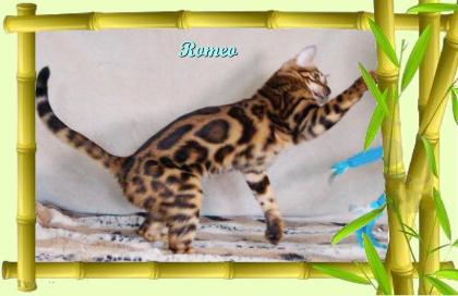 Exklusiver und pfiffiger Bengal Kater, Donat Rosetten, Eyecatcher, unkastriert!