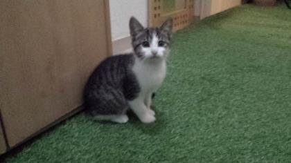 Katze - Kitten (3-Monate-alt)