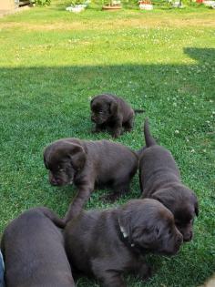 Labrador Welpen reinrassig braun