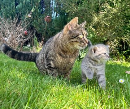 Wuschelweiche Kitten