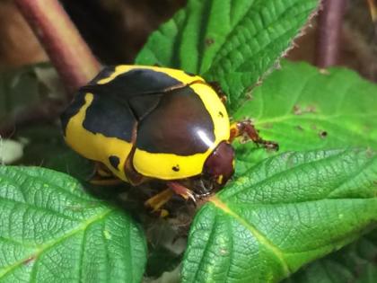 Pachnoda sinuata flaviventris - Rosenkäfer Südafrikanischer Fruchtkäfer