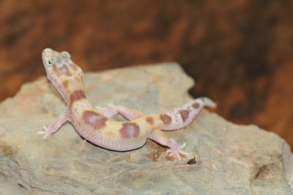 Leopardgecko Super Giant 0.1