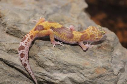 Leopardgecko Super Giant 0.1