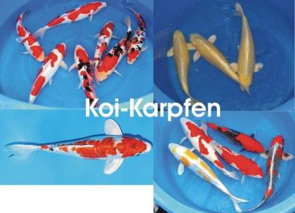 Koi - Koi - Koi vom Fachhändler // Fischfarm Eske