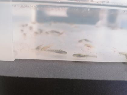 Axolotl babys (zum reservieren)