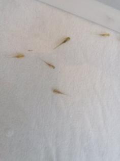 Axolotl babys (zum reservieren)