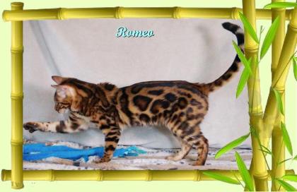 Exklusiver und pfiffiger Bengal Kater, Donat Rosetten, Eyecatcher, unkastriert!