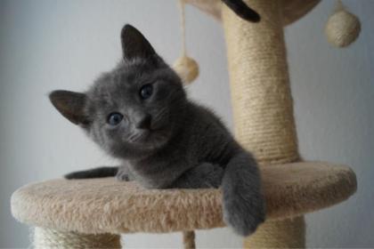 Russisch Blau Kitten mit Stammbaum