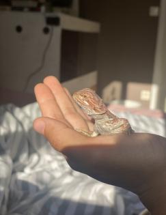 Liebe Bartagame schweren Herzens abzugeben!
