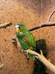 Suche möglichst alte Weißstirn-Amazonen-Henne