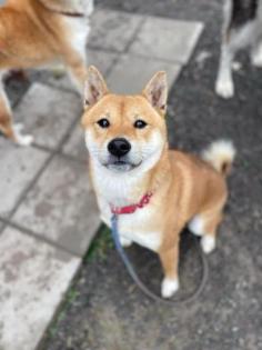Kirai - Shiba Inu-Mischling