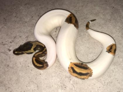 Königspython piebald Mojave Yellowbelly