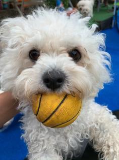 Allergiefreie Bichon frise Welpen